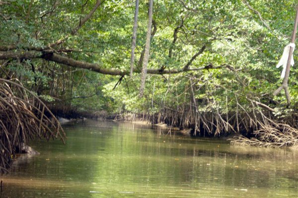 Día internacional de la defensa del ecosistema de manglares