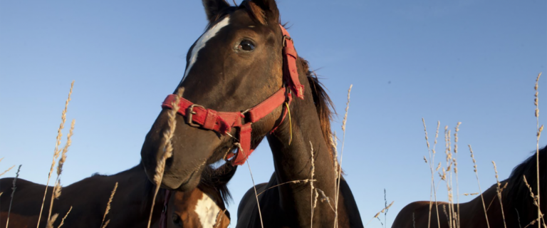Encefalitis equina: se confirmaron dos nuevos casos en Entre Ríos en pacientes atendidos en diciembre