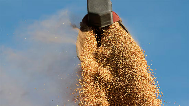 El precio de la tonelada de soja perforó el piso de 400 dólares tras casi 4 años